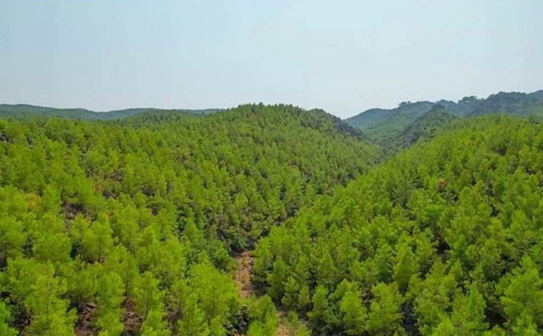 Tam 27 ilde resmen yasaklandı! Ormanlara giremeyeceksiniz - Resim: 29